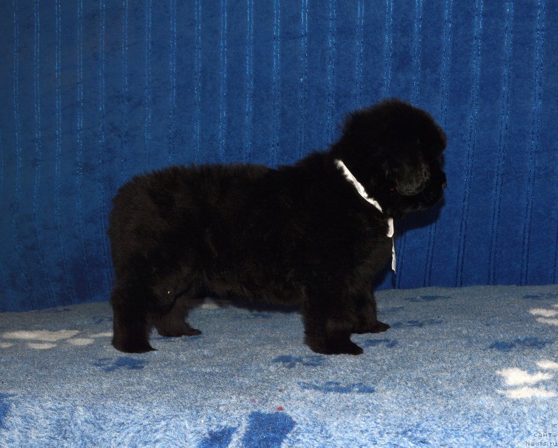 Фото: щенок кобель белая ленточка, 44 дня, ньюфаундленд I Follow The Sun de L'Etoile de Cyrice, +, ньюфаундленд Kalina Krasnaya iz Antagrada (Калина Красная из Антаграда)