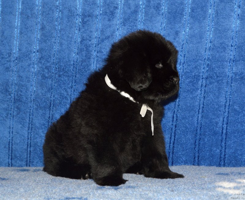 Фото: щенок кобель белая ленточка, 44 дня, ньюфаундленд I Follow The Sun de L'Etoile de Cyrice, +, ньюфаундленд Kalina Krasnaya iz Antagrada (Калина Красная из Антаграда)