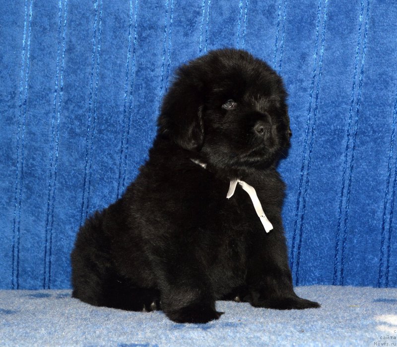 Фото: щенок кобель белая ленточка, 44 дня, ньюфаундленд I Follow The Sun de L'Etoile de Cyrice, +, ньюфаундленд Kalina Krasnaya iz Antagrada (Калина Красная из Антаграда)