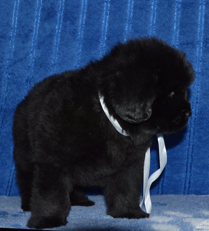 Фото: щенок кобель белая ленточка, 44 дня, ньюфаундленд I Follow The Sun de L'Etoile de Cyrice, +, ньюфаундленд Kalina Krasnaya iz Antagrada (Калина Красная из Антаграда)