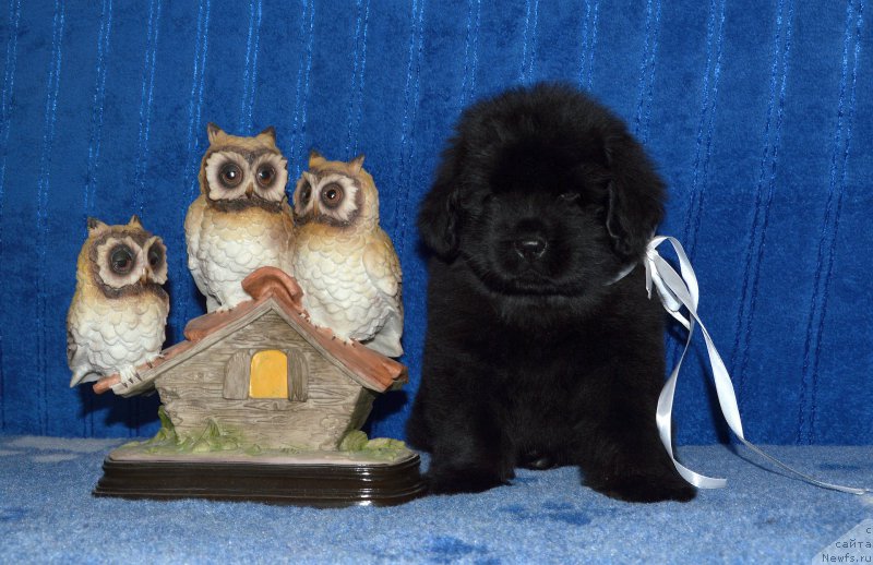 Фото: щенок кобель белая ленточка, 44 дня, ньюфаундленд I Follow The Sun de L'Etoile de Cyrice, +, ньюфаундленд Kalina Krasnaya iz Antagrada (Калина Красная из Антаграда)