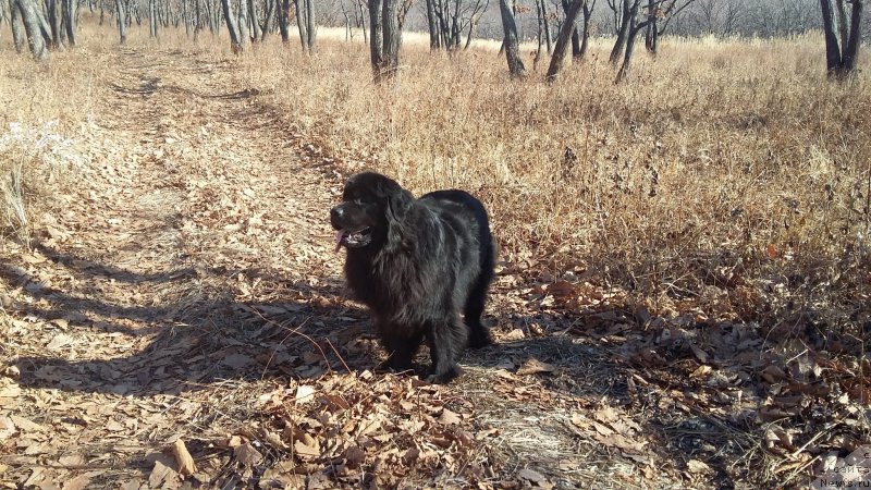 Фотография № 197523