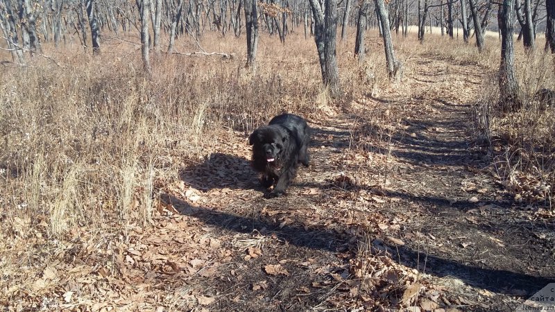 Фотография № 197524