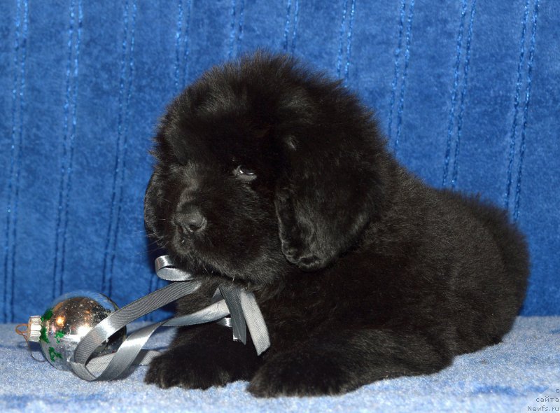 Фото: щенок кобель серая ленточка, 44 дня, ньюфаундленд I Follow The Sun de L'Etoile de Cyrice, +, ньюфаундленд Kalina Krasnaya iz Antagrada (Калина Красная из Антаграда)