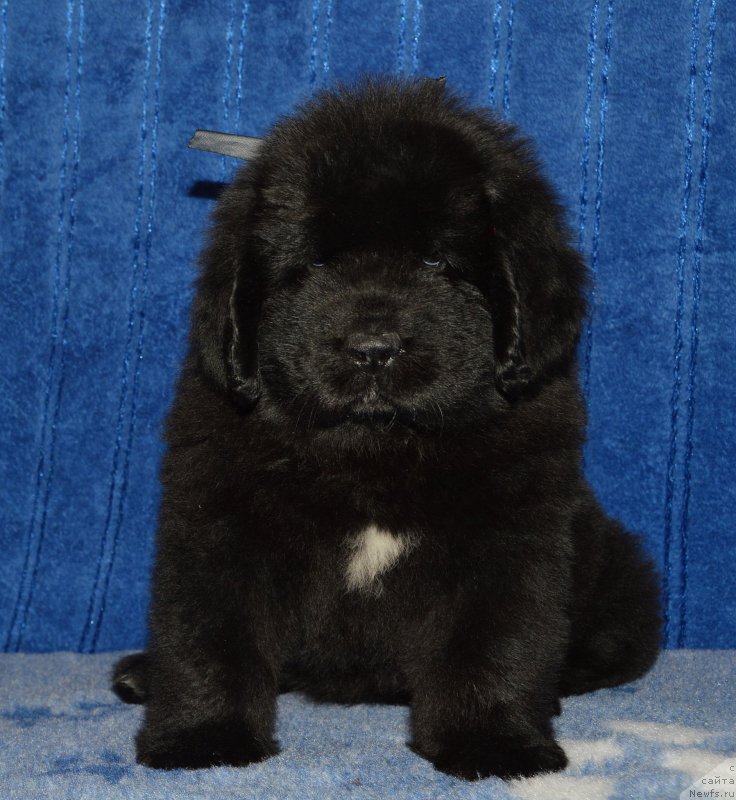 Фото: щенок кобель серая ленточка, 44 дня, ньюфаундленд I Follow The Sun de L'Etoile de Cyrice, +, ньюфаундленд Kalina Krasnaya iz Antagrada (Калина Красная из Антаграда)