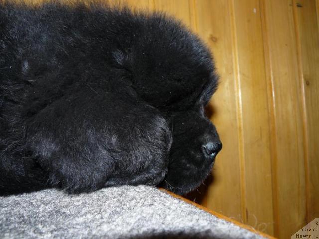 Фото: ньюфаундленд Pchyolkin Dom Vesenniy Val's (Пчёлкин Дом Весенний Вальс)