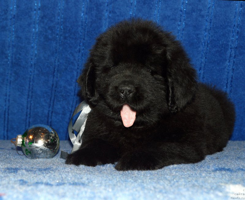 Фото: щенок кобель серая ленточка, 44 дня, ньюфаундленд I Follow The Sun de L'Etoile de Cyrice, +, ньюфаундленд Kalina Krasnaya iz Antagrada (Калина Красная из Антаграда)