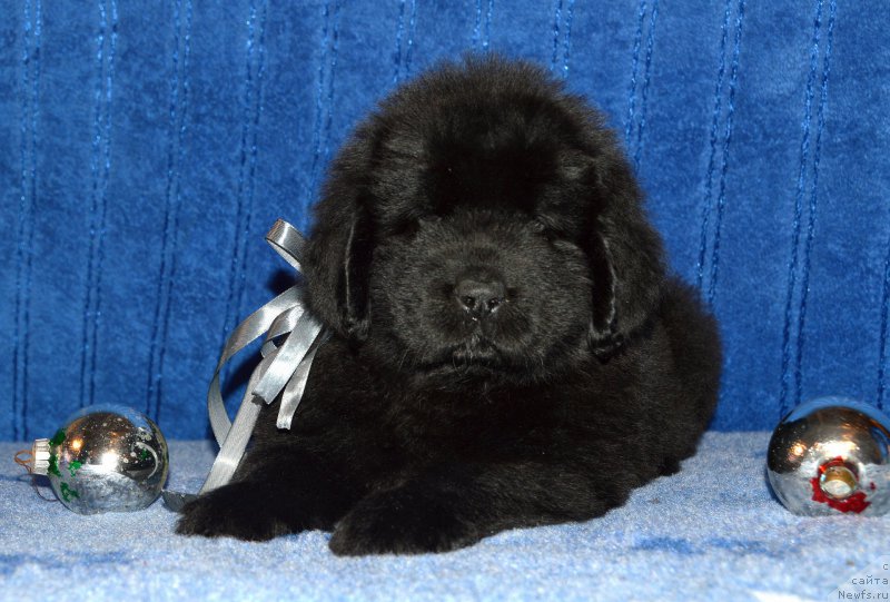 Фото: щенок кобель серая ленточка, 44 дня, ньюфаундленд I Follow The Sun de L'Etoile de Cyrice, +, ньюфаундленд Kalina Krasnaya iz Antagrada (Калина Красная из Антаграда)