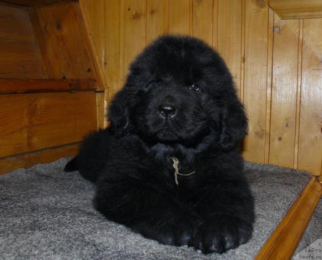 Фото: ньюфаундленд Pchyolkin Dom Vesenniy Val's (Пчёлкин Дом Весенний Вальс)