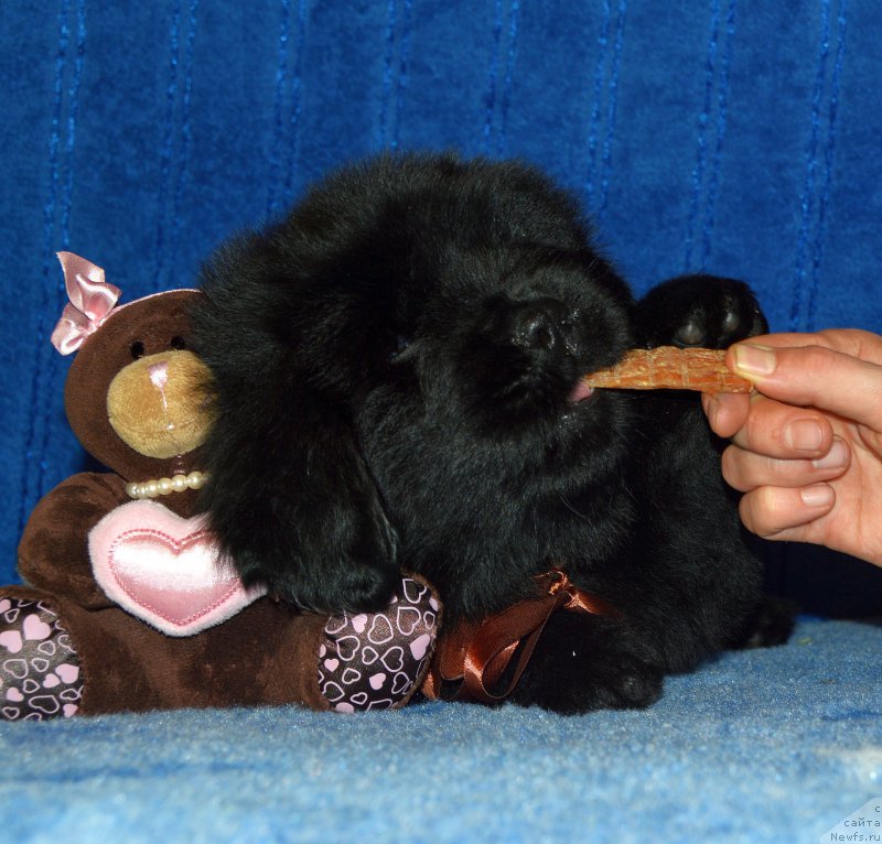 Фото: щенок кобель коричневая ленточка, 44 дня, ньюфаундленд I Follow The Sun de L'Etoile de Cyrice, +, ньюфаундленд Kalina Krasnaya iz Antagrada (Калина Красная из Антаграда)