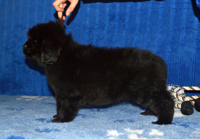 Фото: щенок кобель коричневая ленточка, 44 дня, ньюфаундленд I Follow The Sun de L'Etoile de Cyrice, +, ньюфаундленд Kalina Krasnaya iz Antagrada (Калина Красная из Антаграда)