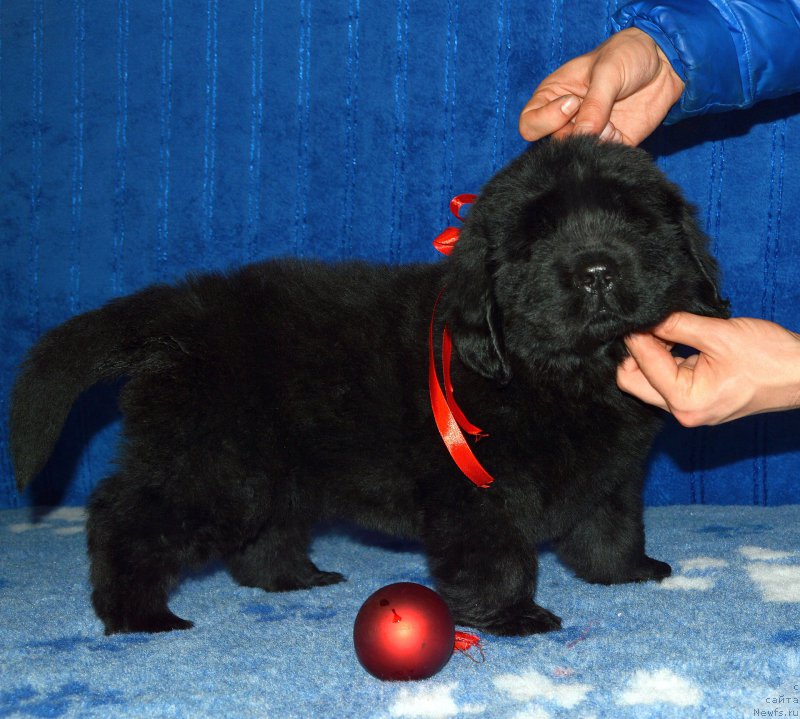 Фото: ньюфаундленд Smigar Agday Virtus (Смигар Агдай Виртус), 44 дня