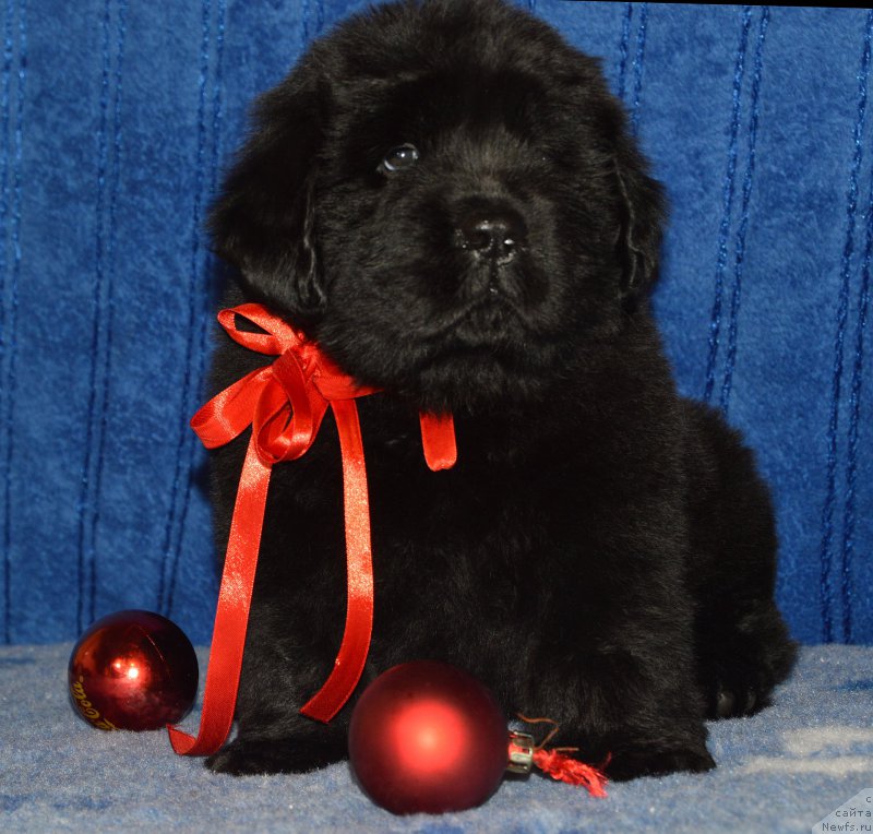 Фото: ньюфаундленд Smigar Agday Virtus (Смигар Агдай Виртус), 44 дня