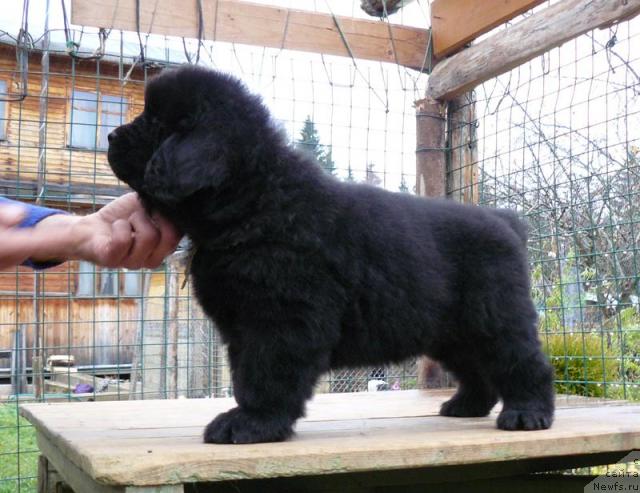 Фото: ньюфаундленд Pchyolkin Dom Vesenniy Val's (Пчёлкин Дом Весенний Вальс)