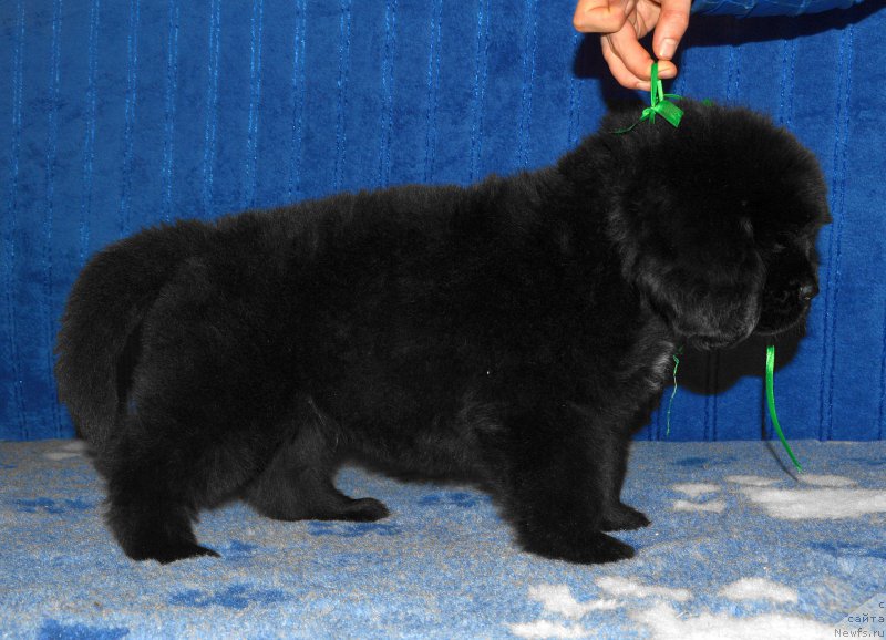 Фото: щенок кобель зеленая ленточка, 44 дня, ньюфаундленд I Follow The Sun de L'Etoile de Cyrice, +, ньюфаундленд Kalina Krasnaya iz Antagrada (Калина Красная из Антаграда)