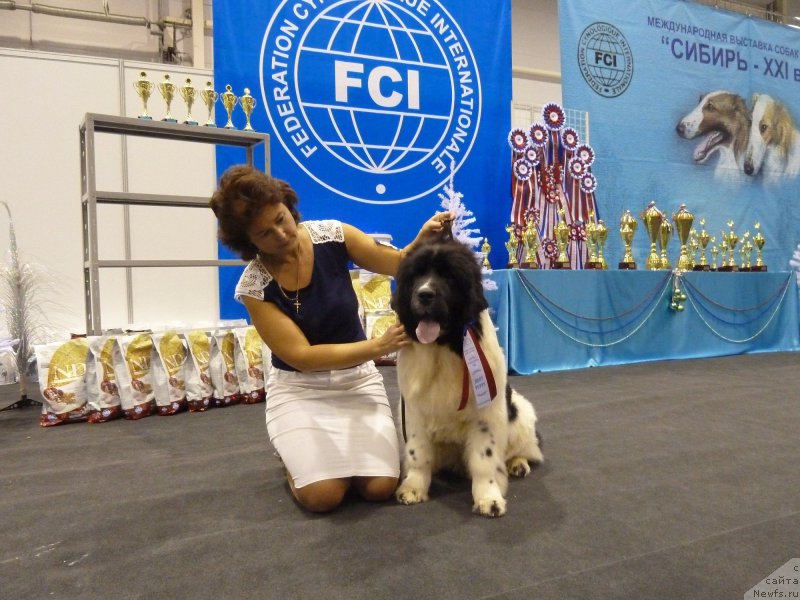 Фото: ньюфаундленд Kiss Princess Dreamblack