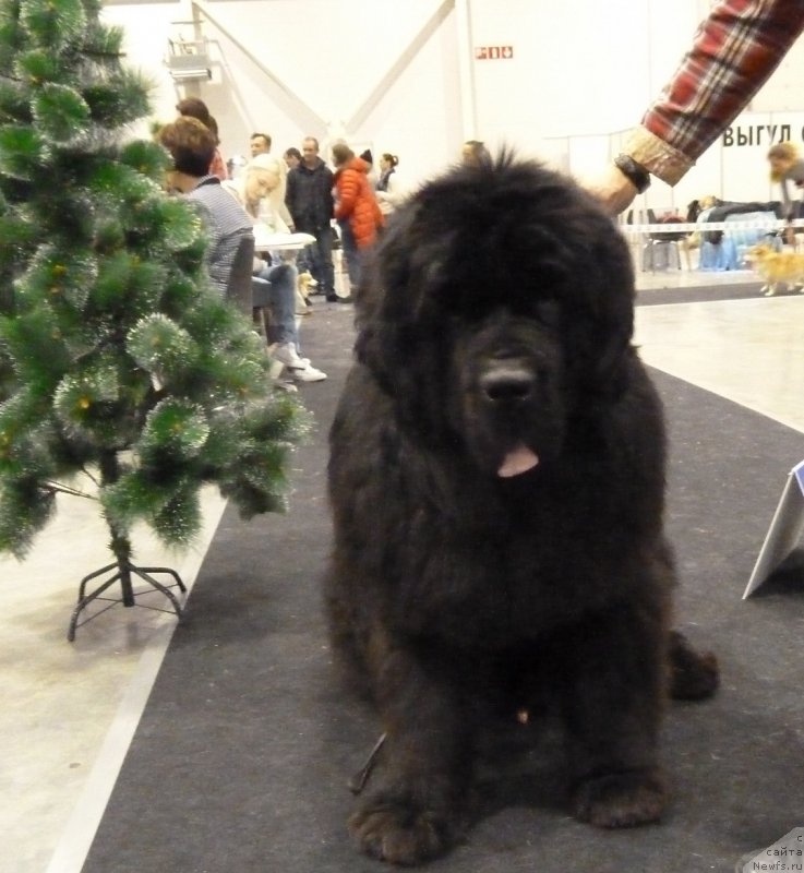 Фотография № 197561