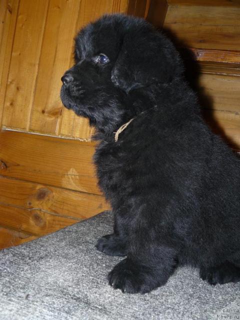 Фото: ньюфаундленд Pchiolkin Dom Veniamin (Пчёлкин Дом Вениамин)