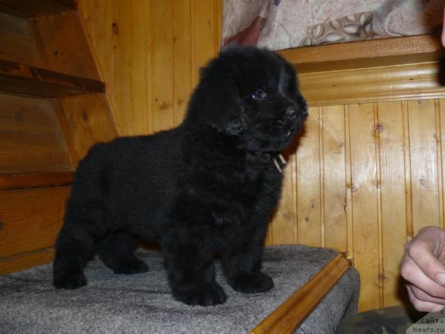 Фото: ньюфаундленд Pchiolkin Dom Veniamin (Пчёлкин Дом Вениамин)