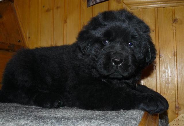 Фото: ньюфаундленд Pchyolkin Dom Vival'di (Пчёлкин Дом Вивальди)