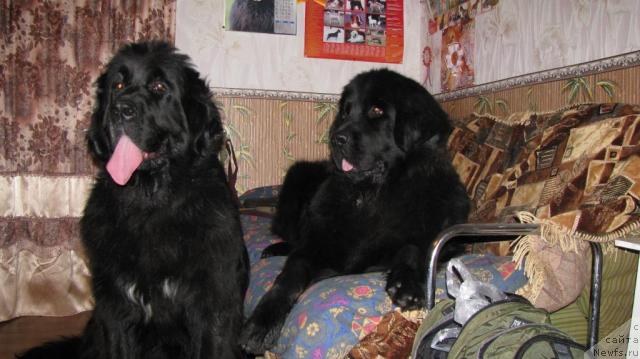 Фото: ньюфаундленд Sangriya (Сангрия), ньюфаундленд Cacyiba Lav of Ovaciya (Цацыба Лав оф Овация)