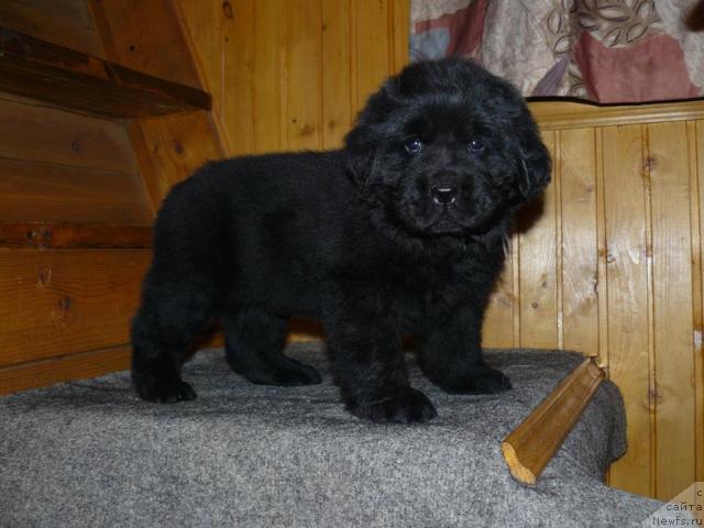 Фото: ньюфаундленд Pchyolkin Dom Vival'di (Пчёлкин Дом Вивальди)