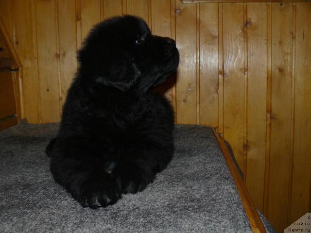 Фото: ньюфаундленд Pchyolkin Dom Verba (Пчёлкин Дом Верба)