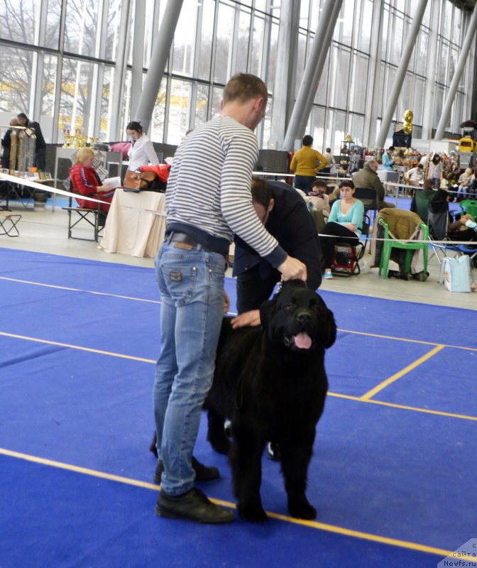 Фото: ньюфаундленд Brownblood MSK Harricane Higgins (Браунблад МСК Харрикейн Хиггенс)