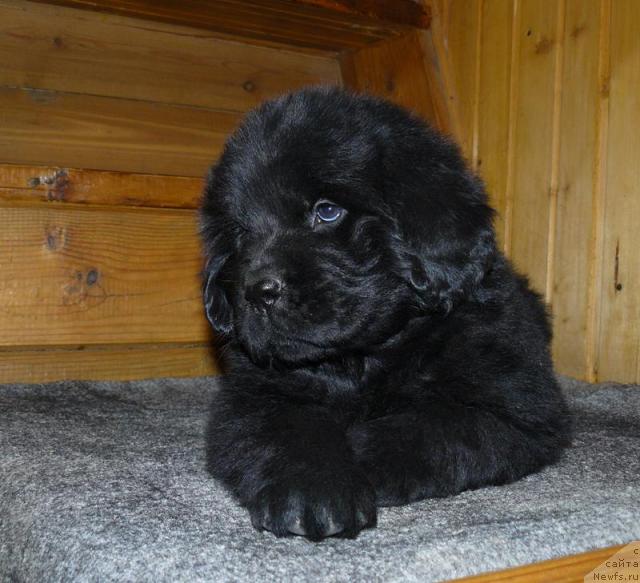 Фото: ньюфаундленд Pchyolkin Dom Verba (Пчёлкин Дом Верба)