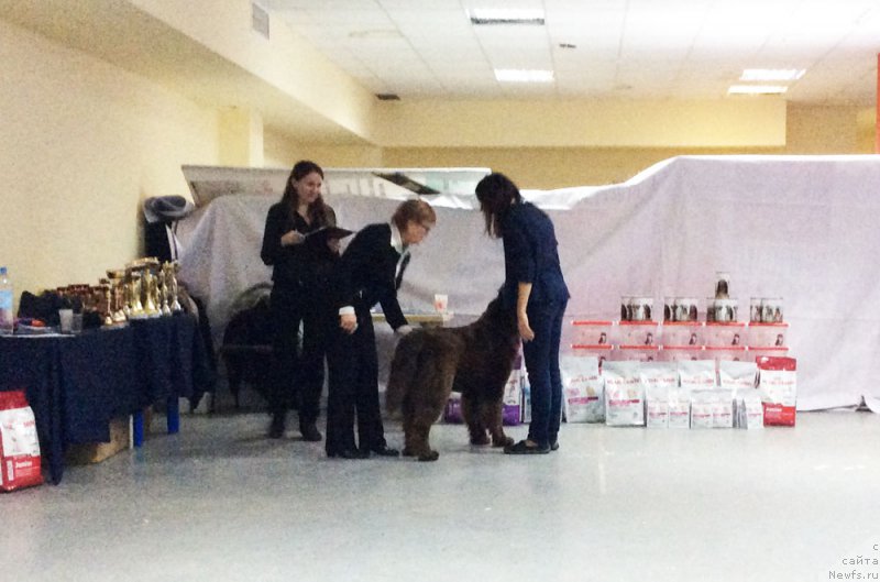 Фото: ньюфаундленд Brownblood MSK Hrica Hacket Ollen (Браунблад МСК Хриса Хаккет Оллен)