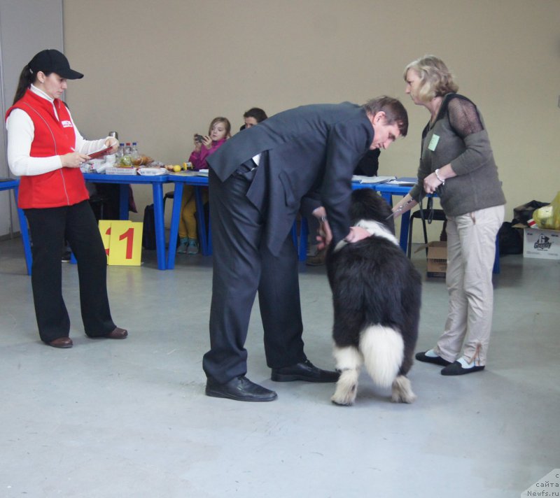 Фото: ньюфаундленд Piternyuf Bridgestone (Питерньюф Бриджестоун)