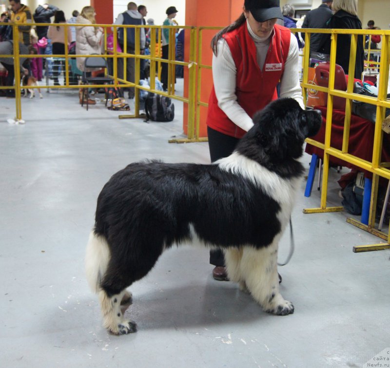 Фото: ньюфаундленд Piternyuf Bridgestone (Питерньюф Бриджестоун)