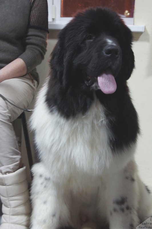 Фото: ньюфаундленд Piternyuf Bridgestone (Питерньюф Бриджестоун)