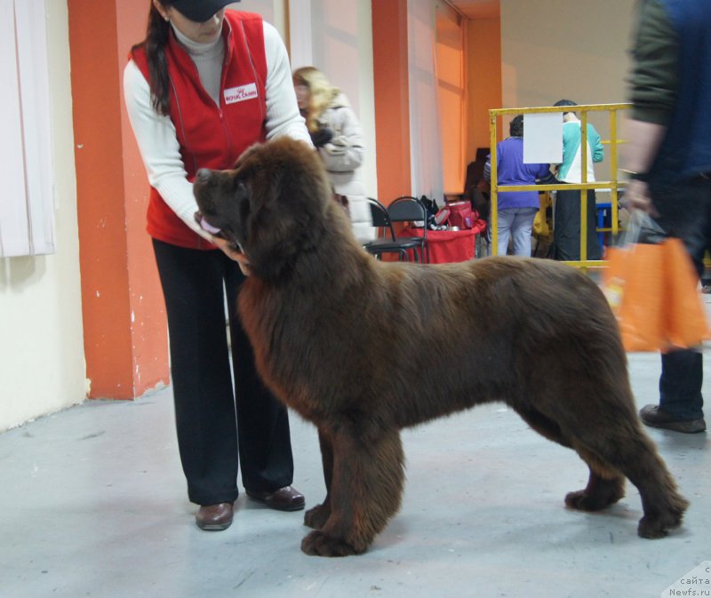Фото: ньюфаундленд Vashe Blagorodie s Berega Dona (Ваше Благородие с Берега Дона)