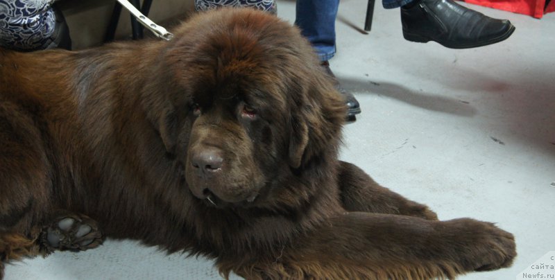 Фото: ньюфаундленд Vashe Blagorodie s Berega Dona (Ваше Благородие с Берега Дона)