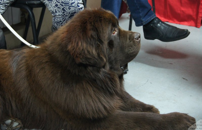 Фото: ньюфаундленд Vashe Blagorodie s Berega Dona (Ваше Благородие с Берега Дона)