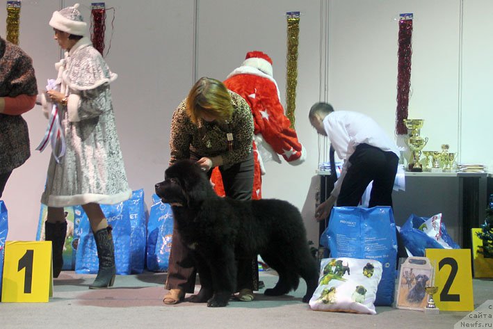 Фото: ньюфаундленд Zherar s Berega Dona (Жерар с Берега Дона)