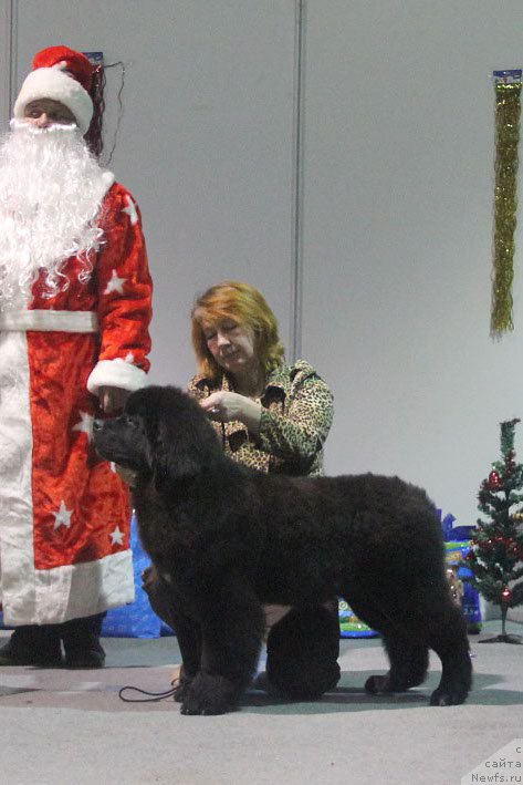 Фото: ньюфаундленд Zherar s Berega Dona (Жерар с Берега Дона), Elena Ivanova (Елена Иванова)