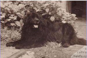 Фото: ньюфаундленд Digo von den Peck-Bergen