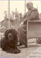 Фото: ньюфаундленд Poseidoons Arno