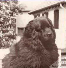 Фото: ньюфаундленд Topka von Charlottenhof