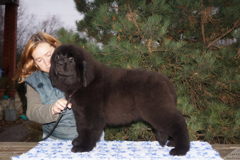 Фото: ньюфаундленд Fluffy Avalanch Veyat (Флюфи Аваланч Веят)