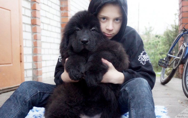 Фото: ньюфаундленд Fluffy Avalanch Veyat (Флюфи Аваланч Веят)