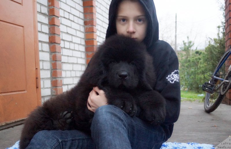 Фото: ньюфаундленд Fluffy Avalanch Veyat (Флюфи Аваланч Веят)