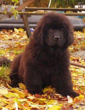 Фото: ньюфаундленд Fluffy Avalanch Veyat (Флюфи Аваланч Веят)