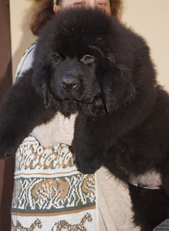 Фото: ньюфаундленд Fluffy Avalanch Veyat (Флюфи Аваланч Веят)