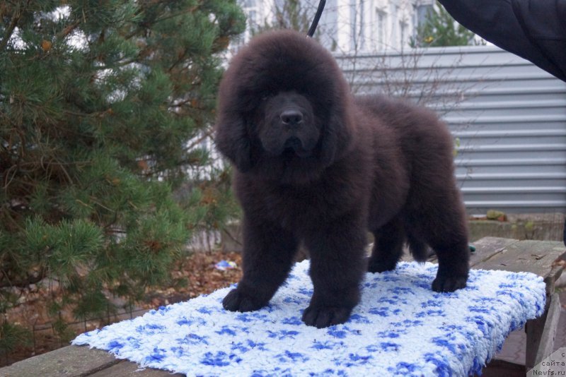 Фото: ньюфаундленд Fluffy Avalanch Viking (Флюфи Аваланч Викинг)