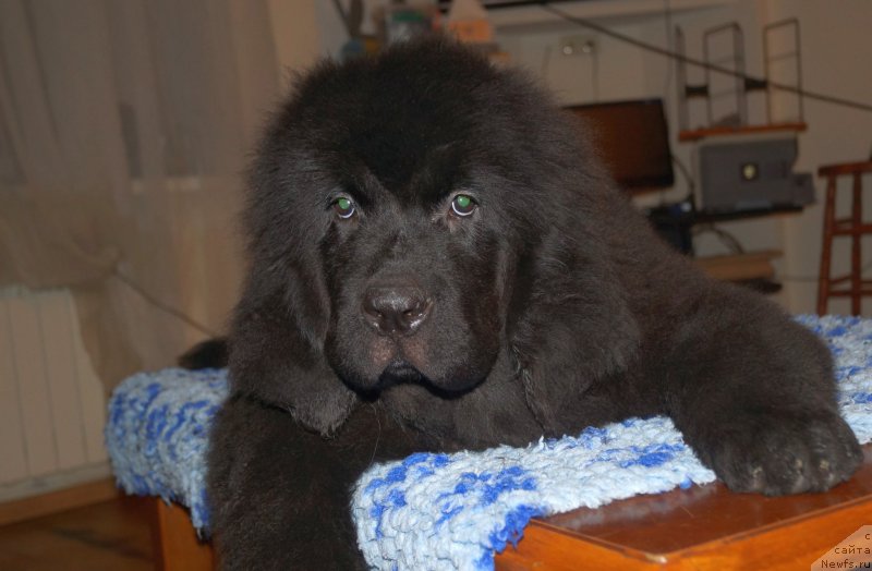 Фото: ньюфаундленд Fluffy Avalanch Veyat (Флюфи Аваланч Веят)