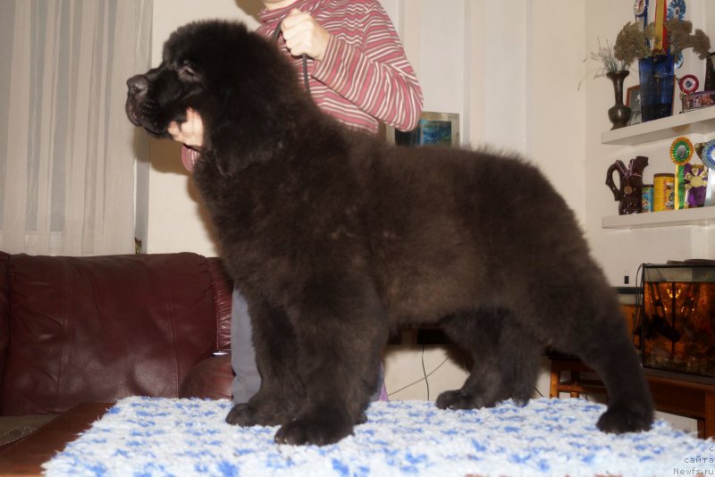 Фото: ньюфаундленд Fluffy Avalanch Veyat (Флюфи Аваланч Веят)