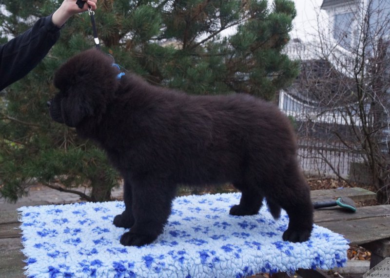 Фото: ньюфаундленд Fluffy Avalanch Viking (Флюфи Аваланч Викинг)